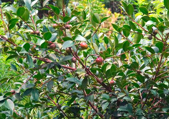 图为基地内的油茶植株,长势良好